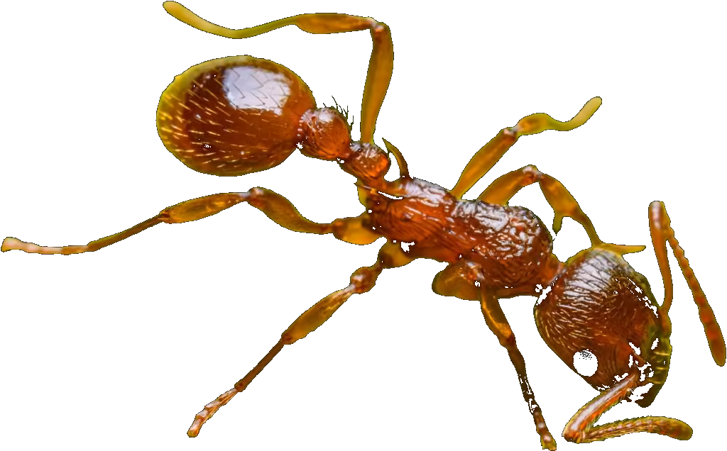 Cockroach Management